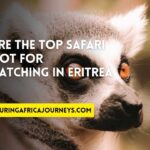 best safari destinations in Eritrea